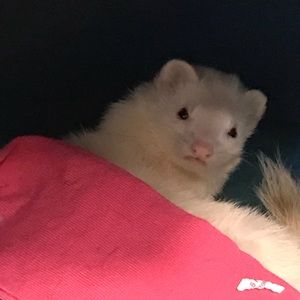 Meet your Posher, Elizabeth